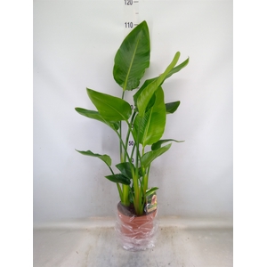 Strelitzia nicolai