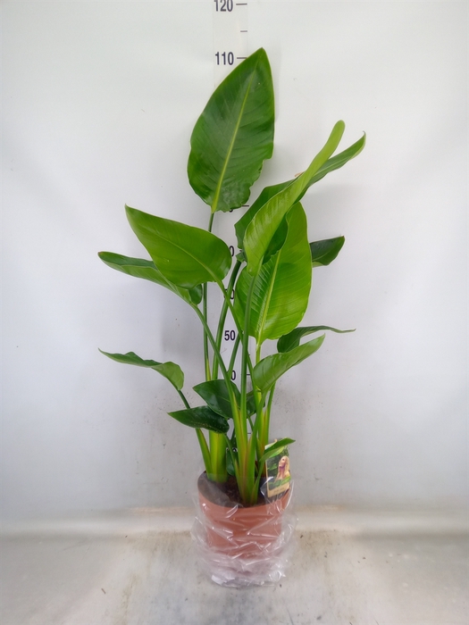 <h4>Strelitzia nicolai</h4>