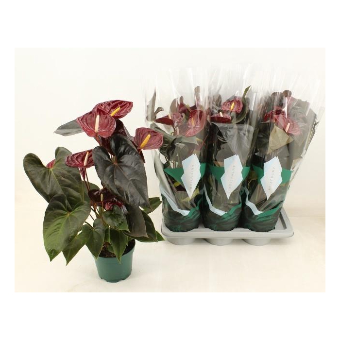 <h4>ANTHU AN DELICATA</h4>