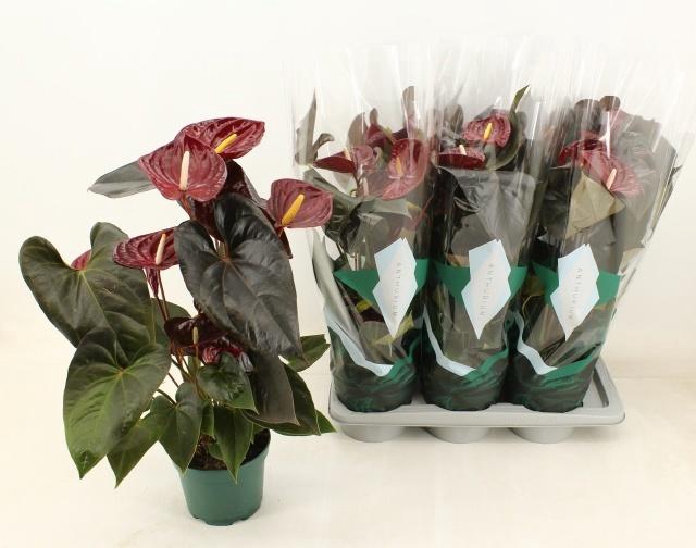 <h4>ANTHU AN DELICATA</h4>