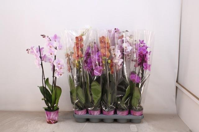 <h4>PHAL GEM 5 KL</h4>