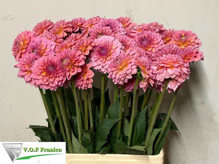 <h4>DAHL DEC PINK RUNNER</h4>