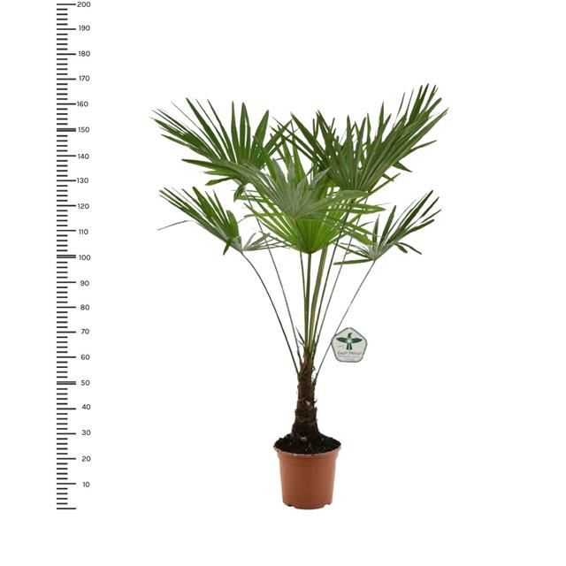 <h4>Trachycarpus fortunei</h4>