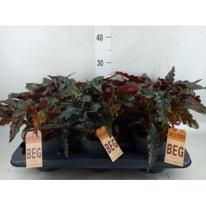 Begonia BD mac. 'Black Forest'