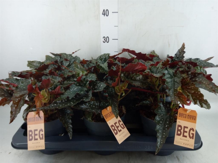 <h4>Begonia BD mac. 'Black Forest'</h4>