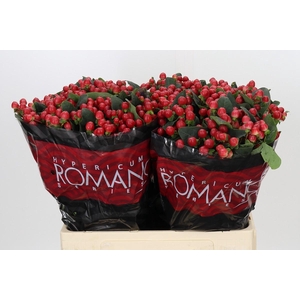 Hypericum True Romance