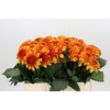 Dahlia American Sunset