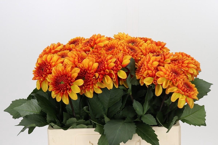 Dahlia American Sunset