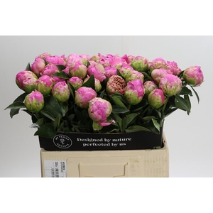 Paeonia Glory Hallelujah