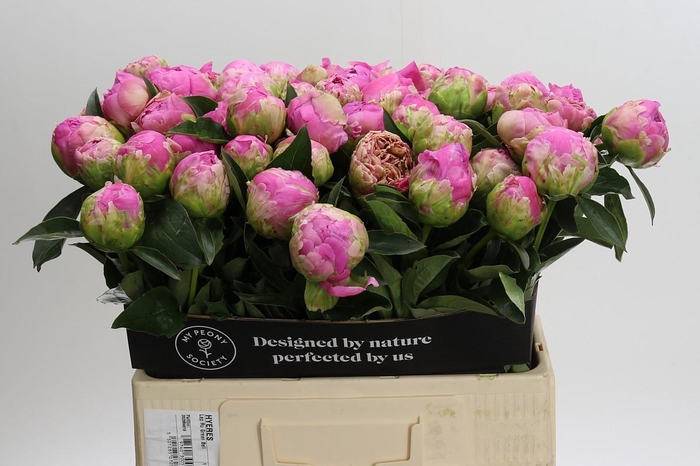 <h4>Paeonia Glory Hallelujah</h4>