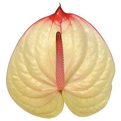 <h4>Anthurium Kaseko</h4>