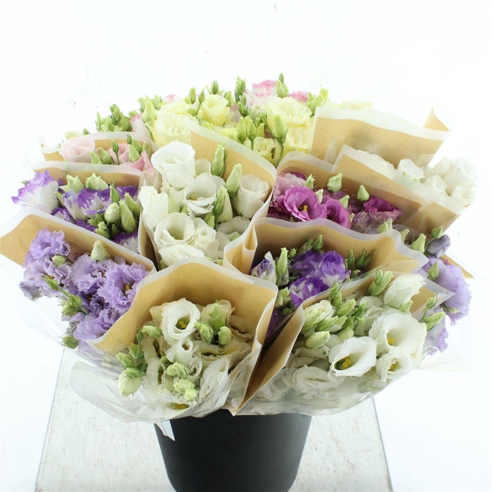 <h4>Bouquet Eustoma X 10</h4>