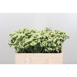 Limonium St Starlight Wings