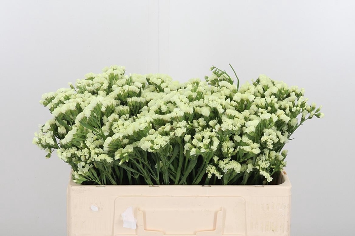 <h4>Limonium St Starlight Wings</h4>