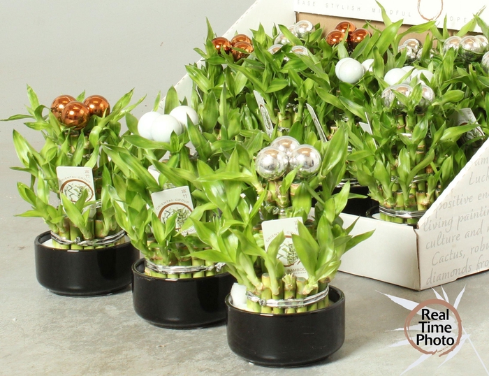 <h4>DRA LUCKY BAMBOO</h4>