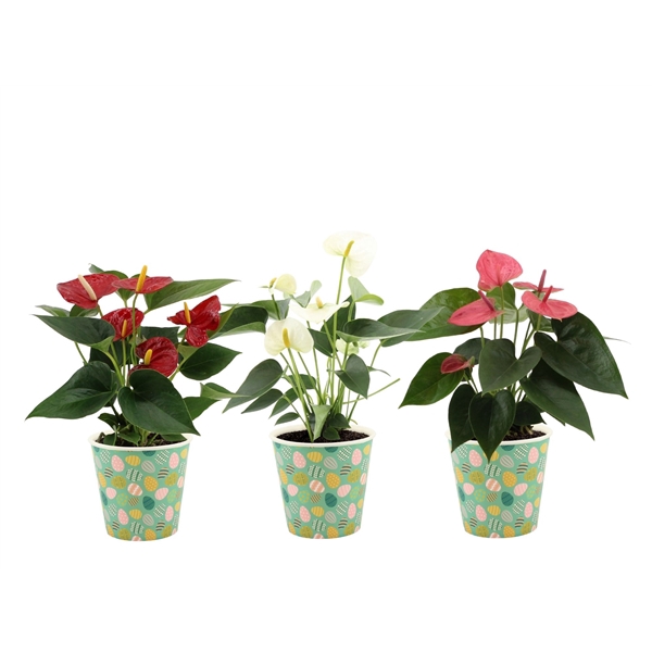 <h4>Anthurium 3 color mix in Easter smartcup</h4>