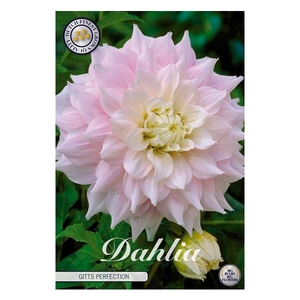 Dahlia Gitts Perfection x 1l