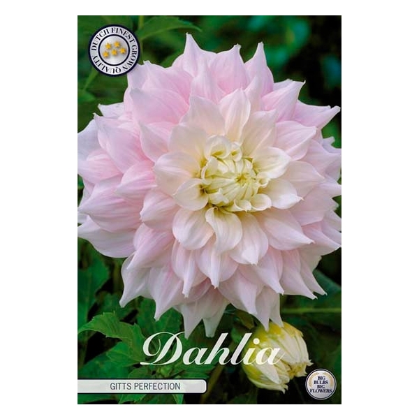 <h4>Dahlia Gitts Perfection x 1l</h4>