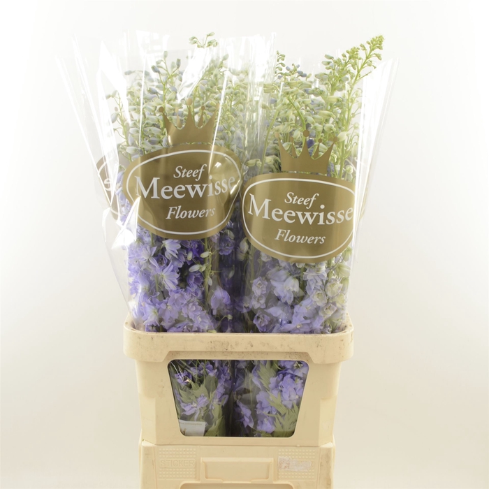 Delphinium Magic Fountains Lavender