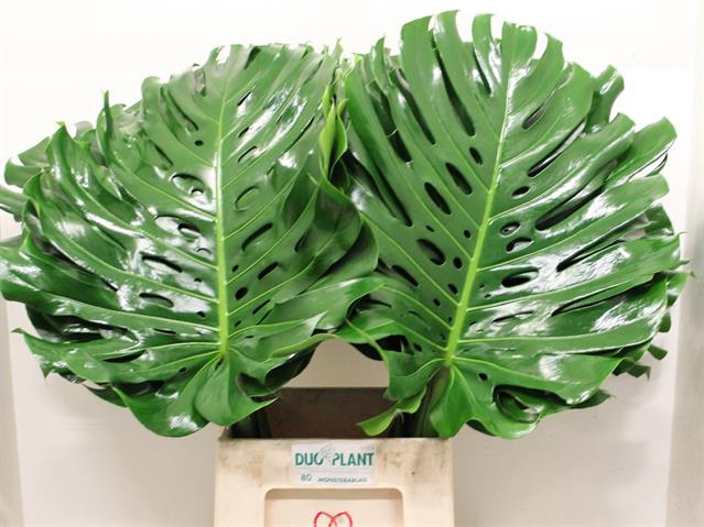 <h4>MONSTERA BLAD</h4>