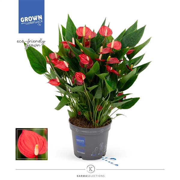 <h4>Anthurium - KARMA Million | 17cm</h4>