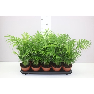 Chamaedorea Elegans