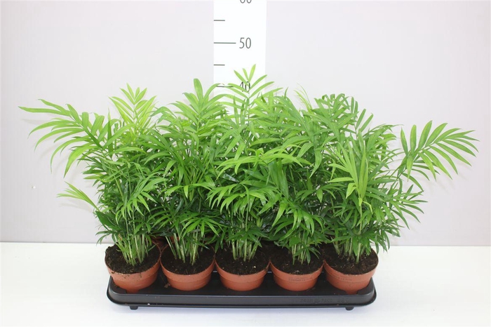 <h4>Chamaedorea Elegans</h4>