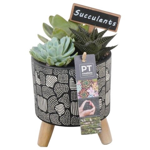 <h4>Opm Pt PTSU8476 Succ Keramiek Pot + Houten Voet</h4>