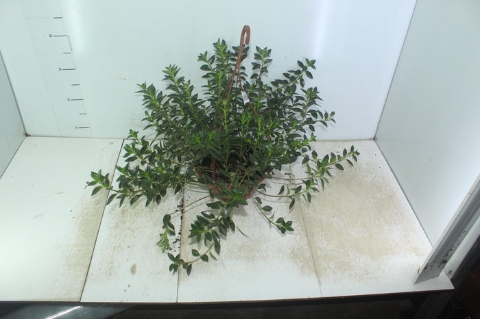<h4>COLUMNEA PEIXINHO C21 SEM FLOR</h4>