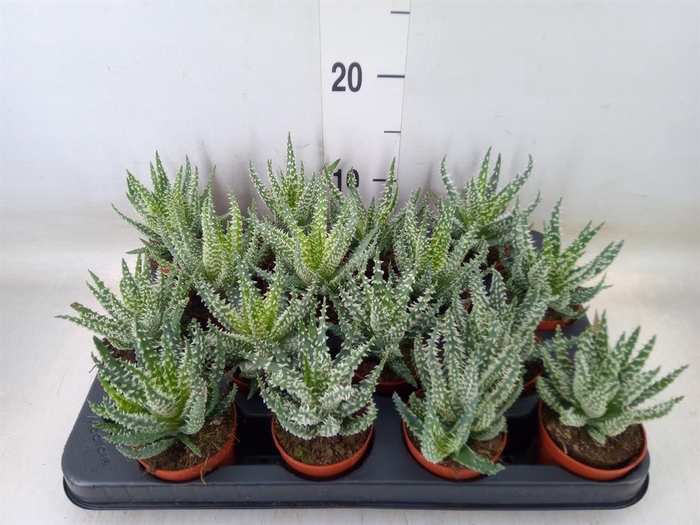 <h4>Aloe humilis</h4>