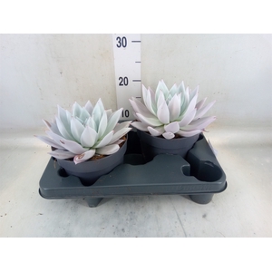 Echeveria  'Mexican Giant'