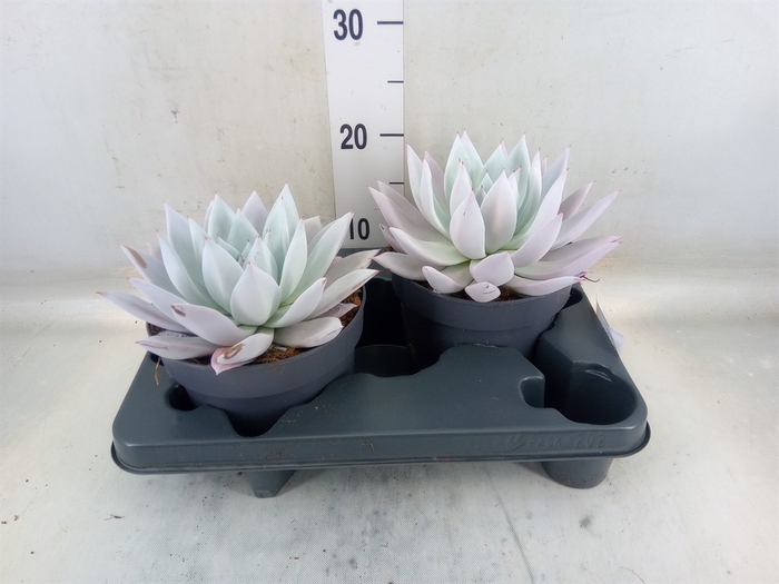 <h4>Echeveria  'Mexican Giant'</h4>