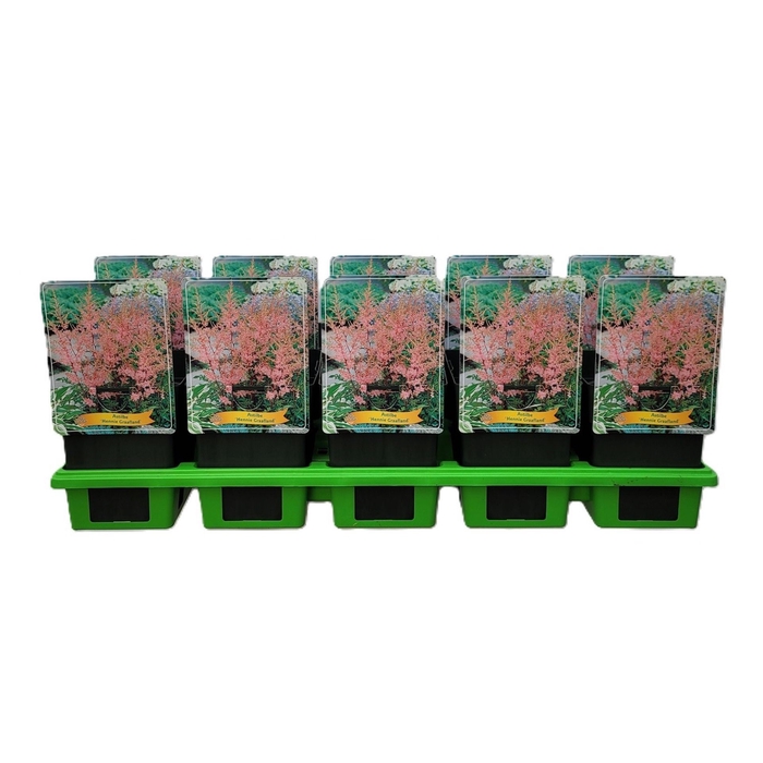 Astilbe Hennie G