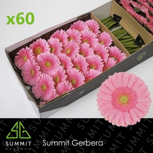 Gerbera Glossy Doos