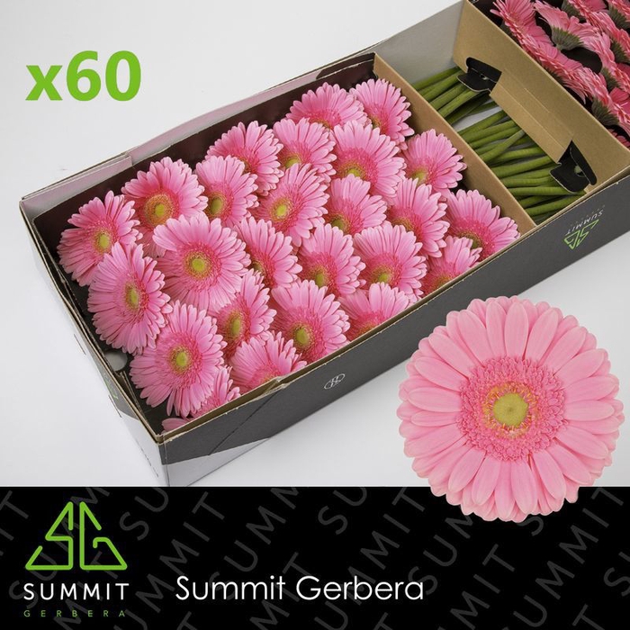 <h4>Gerbera Glossy Doos</h4>