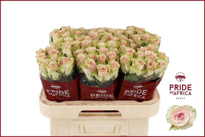 <h4>R GR PINK ATHENA</h4>