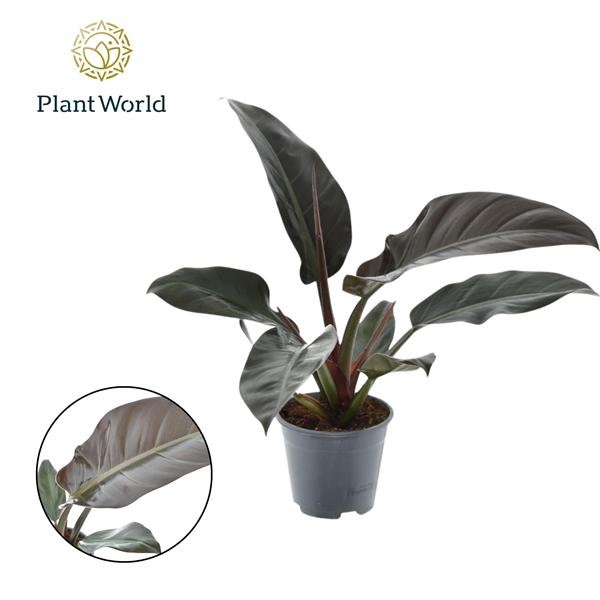 <h4>Philodendron Red Feel Green</h4>