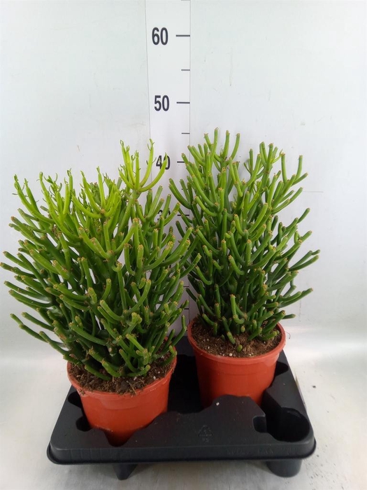 <h4>Euphorbia tirucalli</h4>