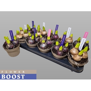 HYACIN PEAR GEM 4 KL