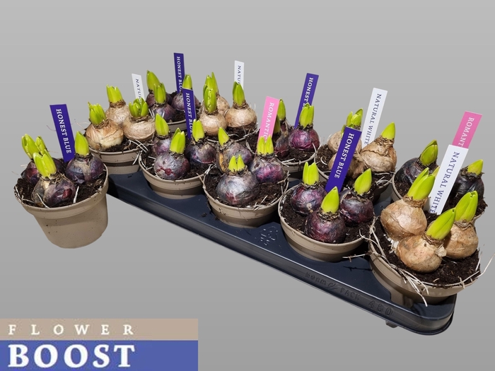 <h4>HYACIN PEAR GEM 4 KL</h4>