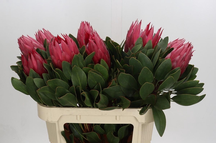 <h4>Protea Cynaroides Madiba</h4>