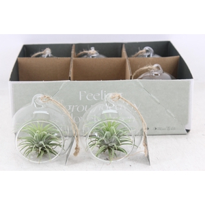 Arr3 Cp - Mini Glas Bol X6