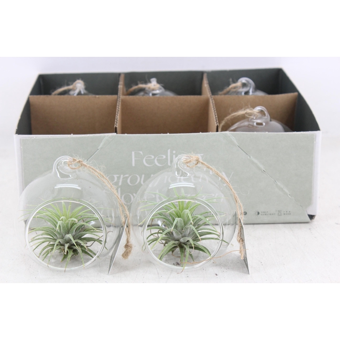 <h4>Arr3 Cp - Mini Glas Bol X6</h4>