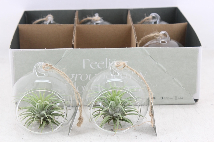 Arr3 Cp - Mini Glas Bol X6