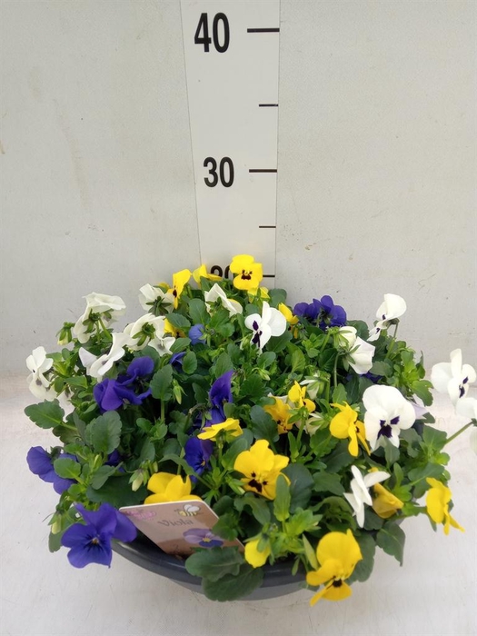 <h4>Viola corn.   ...</h4>