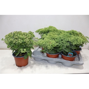 arr8 Sedum Herbstfreude