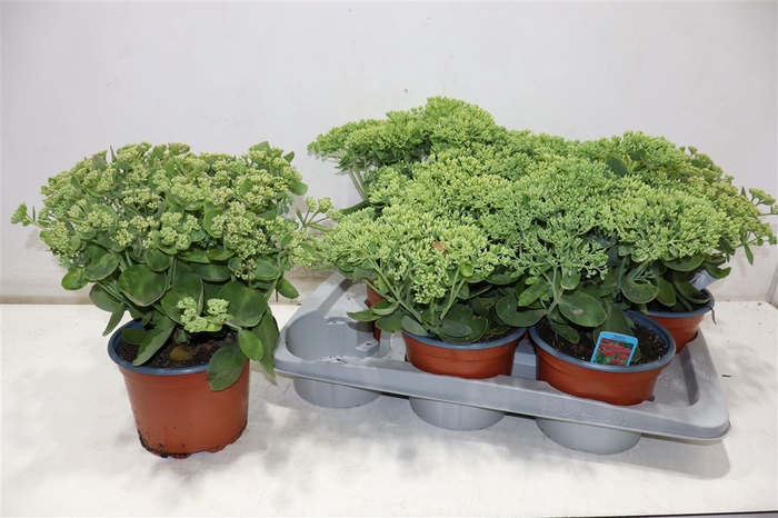 <h4>arr8 Sedum Herbstfreude</h4>