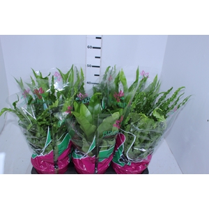 ASPLENIUM OSAKA VARIADO P19