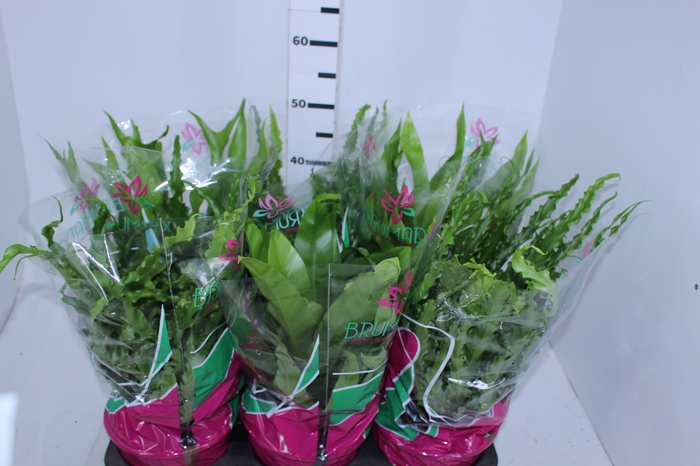 ASPLENIUM OSAKA VARIADO P19