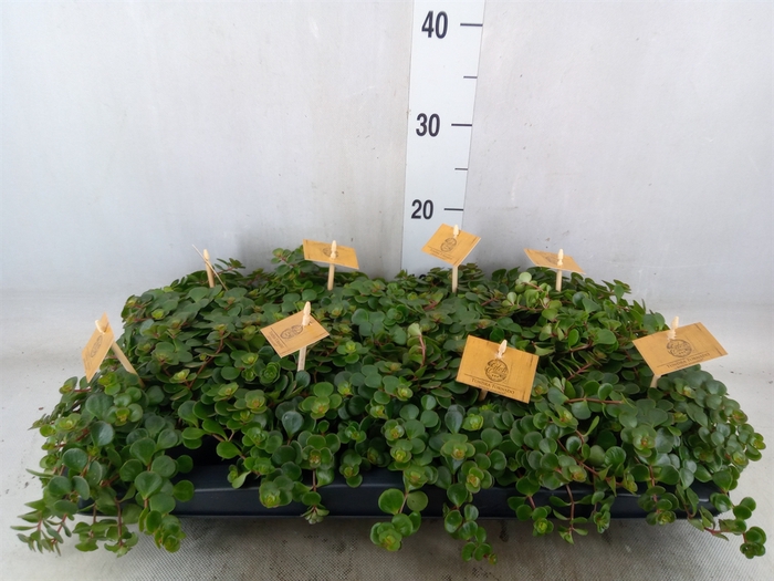 <h4>Sedum makinoi 'Tornado'</h4>